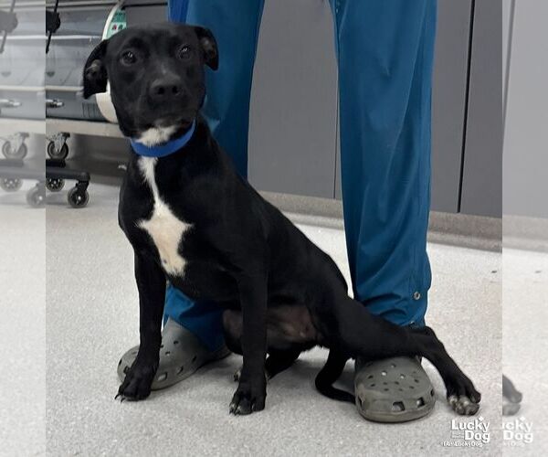 Medium Photo #4 Retriever -Unknown Mix Puppy For Sale in Washington, DC, USA