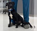 Small #3 Retriever  Mix