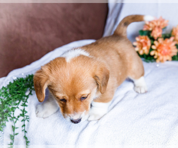 Medium Photo #4 Dorgi Puppy For Sale in WAKARUSA, IN, USA