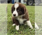 Small #8 Australian Shepherd