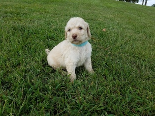 Poodle (Standard) Puppy for sale in LONGVIEW, TX, USA