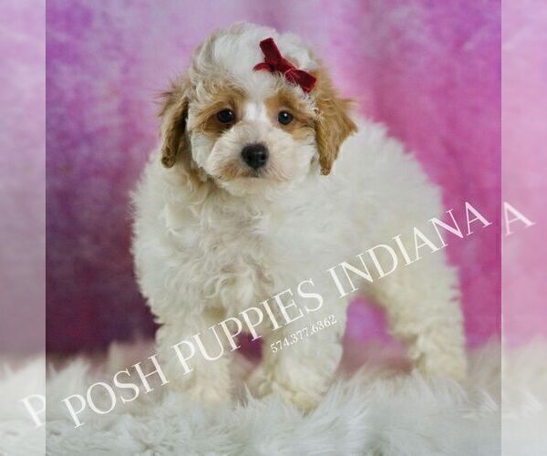 Medium Photo #1 Poodle (Miniature) Puppy For Sale in WARSAW, IN, USA