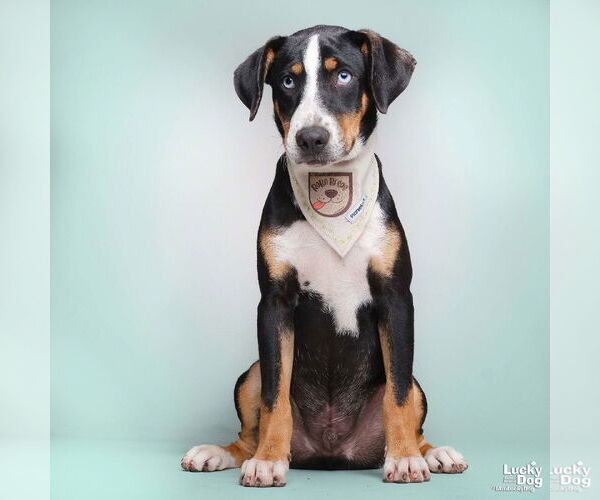 Medium Photo #3 Labrador Retriever-Retriever  Mix Puppy For Sale in Washington, DC, USA