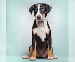 Small #2 Labrador Retriever-Retriever  Mix