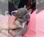 Puppy 3 French Bulldog