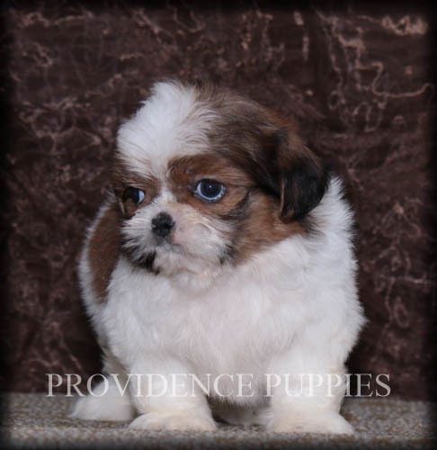 Medium Photo #12 Shih Tzu Puppy For Sale in COPPOCK, IA, USA