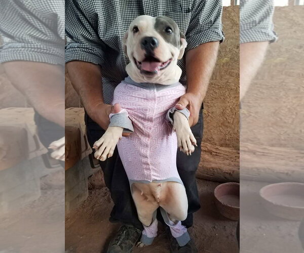 Medium Photo #2 American Pit Bull Terrier Puppy For Sale in Albuquerque, NM, USA