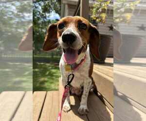Medium Beagle