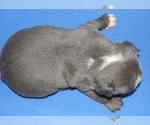 Small #1 Boston Terrier