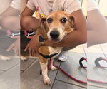 Small #1 Beagle Mix