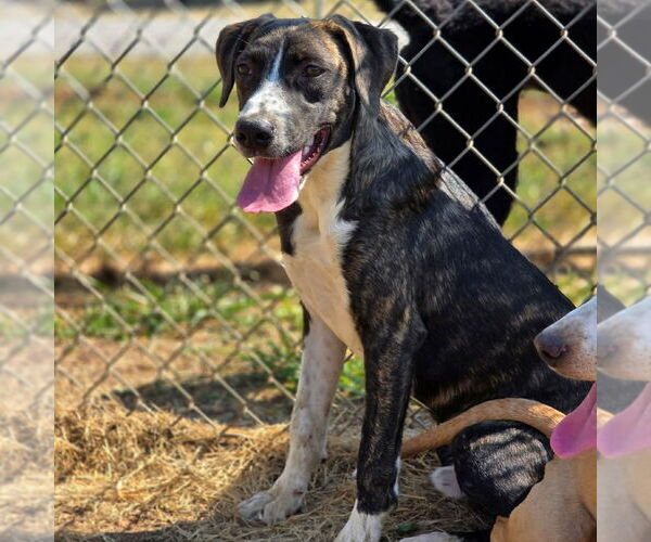 Medium Photo #2 Mutt Puppy For Sale in Canton, CT, USA