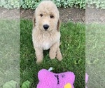 Small Photo #7 Goldendoodle-Poodle (Miniature) Mix Puppy For Sale in RICHMOND, IL, USA