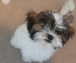 Small Photo #2 Zuchon Puppy For Sale in PHOENIX, AZ, USA