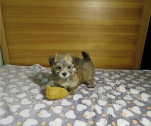 Morkie Puppy for Sale in COOKEVILLE, Tennessee USA