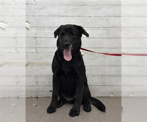 Labrador Retriever-Unknown Mix Dogs for adoption in San Diego, CA, USA