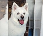 Small #9 Pomeranian Mix
