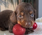 Small #3 Dachshund