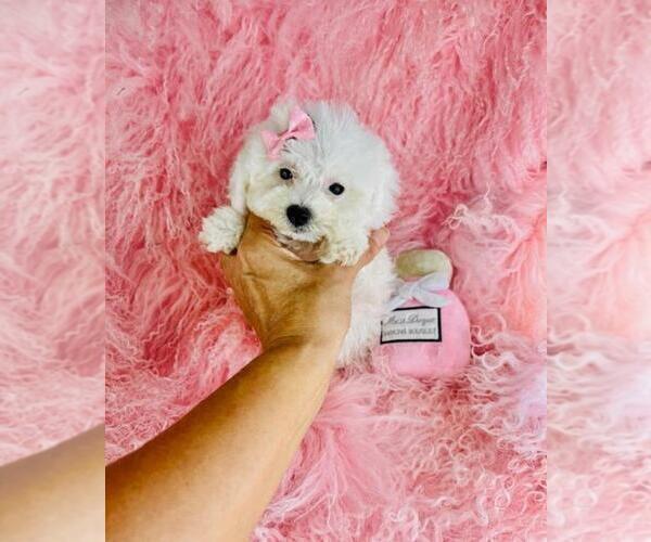 Medium Photo #16 Poodle (Toy) Puppy For Sale in BOSTON, MA, USA