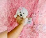 Small #15 Poodle (Toy)