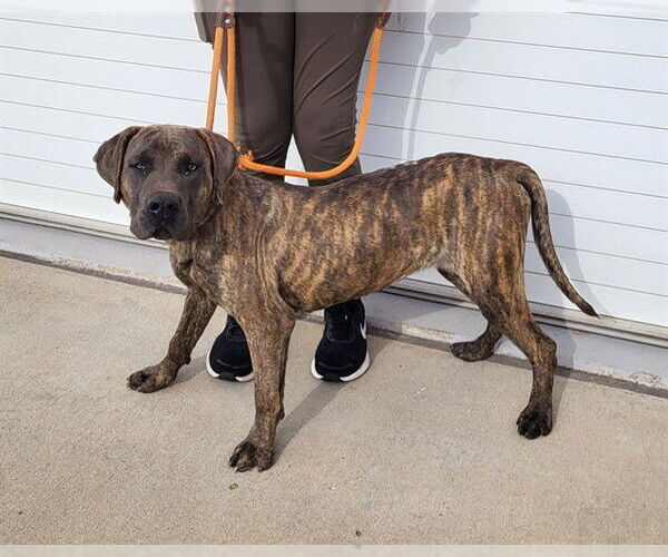 Medium Photo #1 Mutt Puppy For Sale in Louisville, KY, USA