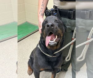 Rottweiler Dogs for adoption in Virginia Beach, VA, USA