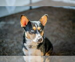 Small Photo #2 Mutt Puppy For Sale in Hilton Head, SC, USA
