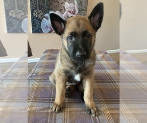 Malinois Puppy for sale in COLORADO SPRINGS, CO, USA
