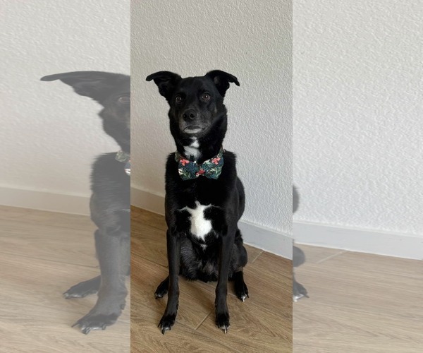 Medium Photo #2 Australian Shepherd-Unknown Mix Puppy For Sale in Dallas, TX, USA