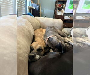 Chloe Sunshine - Female Great Dane-Unknown Mix Dog for Adoption - Photo #2
