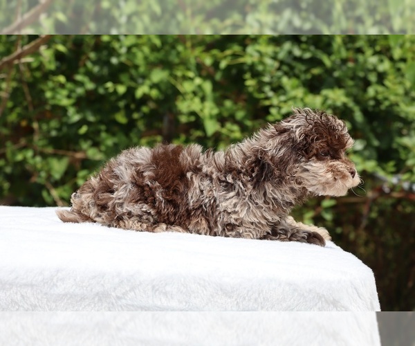 Medium Photo #12 ShihPoo Puppy For Sale in DYERSBURG, TN, USA