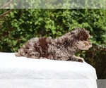 Small #11 ShihPoo