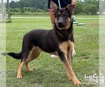 Small German Shepherd Dog Mix