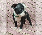 Small Photo #2 Boston Terrier Puppy For Sale in AFTON, WY, USA