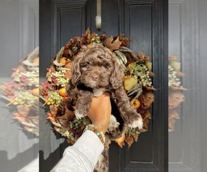 Cockapoo Puppy for sale in SUISUN CITY, CA, USA