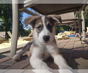 Huskies -Unknown Mix Dogs for adoption in Farmington, MN, USA