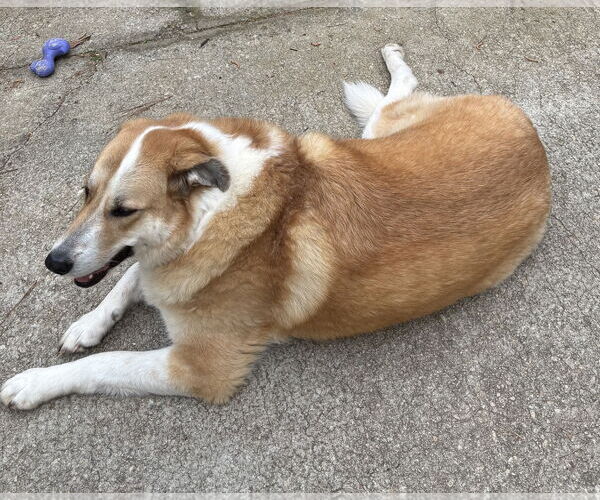 Medium Photo #3 Great Pyrenees-Unknown Mix Puppy For Sale in McDonough, GA, USA