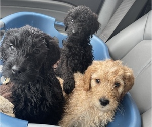 Labradoodle Puppy for sale in EAST CANTON, OH, USA