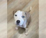 Small American Pit Bull Terrier Mix