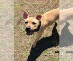 Small #6 American Pit Bull Terrier-American Staffordshire Terrier Mix