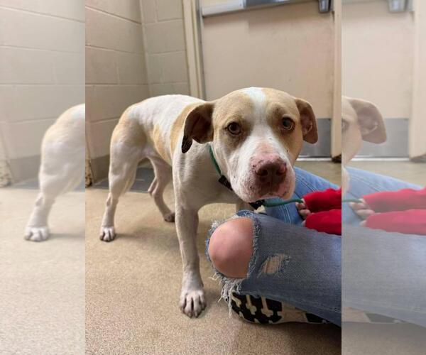 Medium Photo #2 Mutt Puppy For Sale in Rockwall, TX, USA