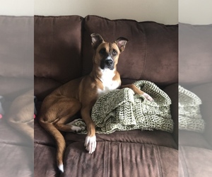 German Shepherd Dog-Mutt Mix Dogs for adoption in PORT CHARLOTTE, FL, USA