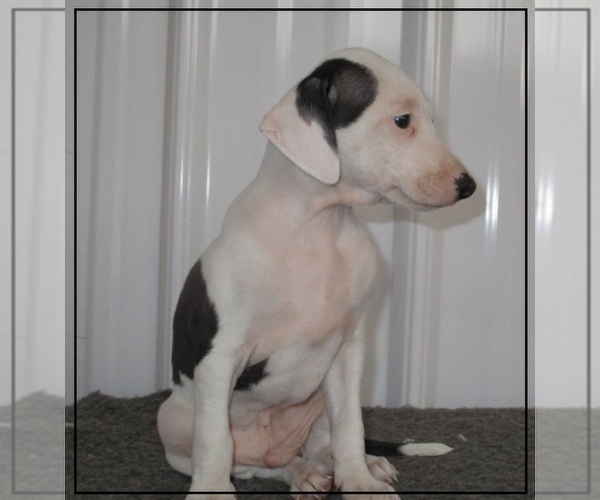 Medium Photo #6 Italian Greyhound Puppy For Sale in MARYVILLE, MO, USA