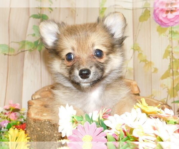 Medium Photo #4 Pomeranian Puppy For Sale in HAMMOND, IN, USA