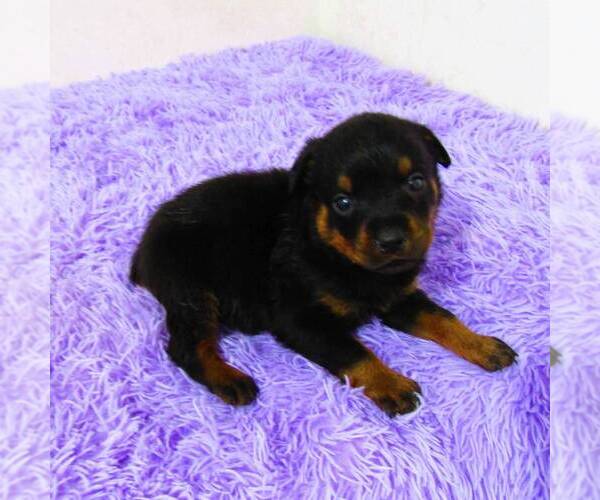 Medium Photo #1 Rottweiler Puppy For Sale in NEW HAVEN, IN, USA