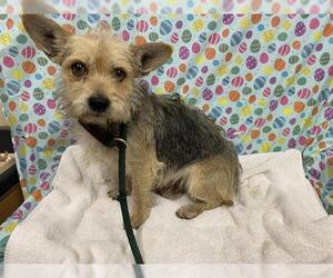 Mutt Dogs for adoption in Modesto, CA, USA