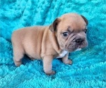 Small #17 French Bulldog