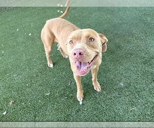 American Staffordshire Terrier-Unknown Mix Dogs for adoption in Tavares, FL, USA
