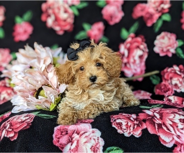 Medium Photo #9 Poodle (Miniature) Puppy For Sale in LEOLA, PA, USA