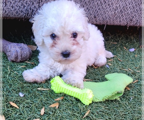 Medium Photo #7 Maltipoo Puppy For Sale in LAKESIDE, CA, USA