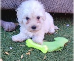 Small #6 Maltipoo